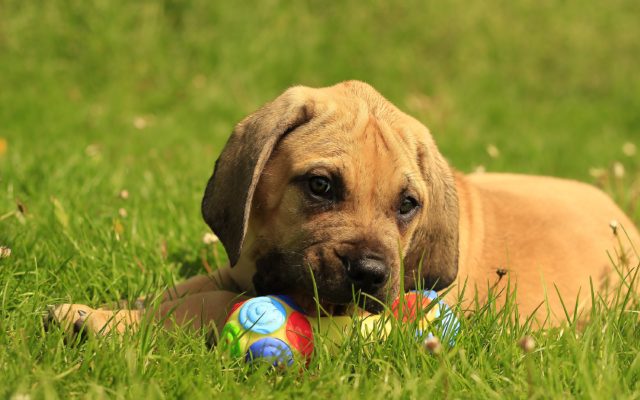 Бурбуль африканский - описание, характер, характеристики