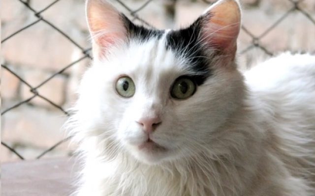 Турецкий ван: описание породы кошек, характер, особенности содержания