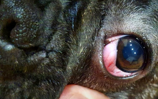 Бульмастиф: характеристика породы