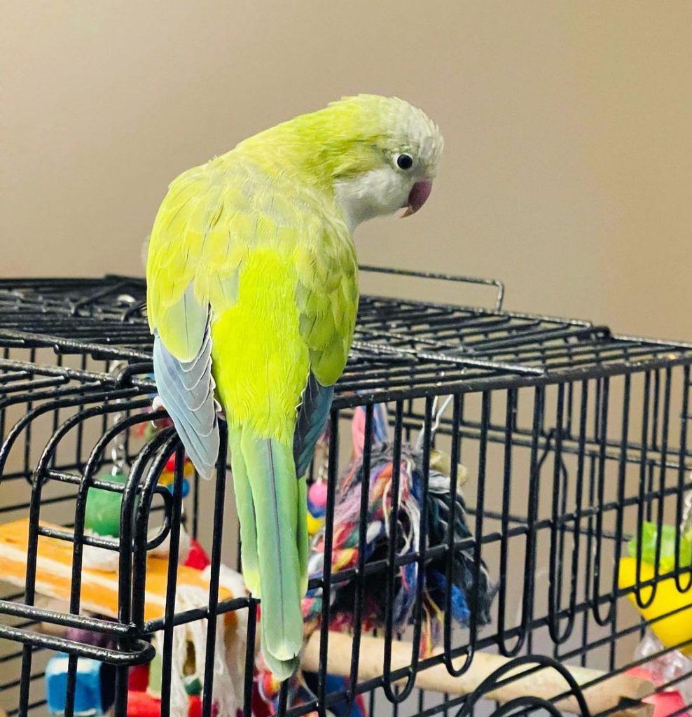 Монах - отличный вид попугаев