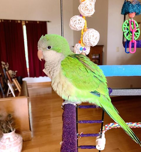 Монах - отличный вид попугаев