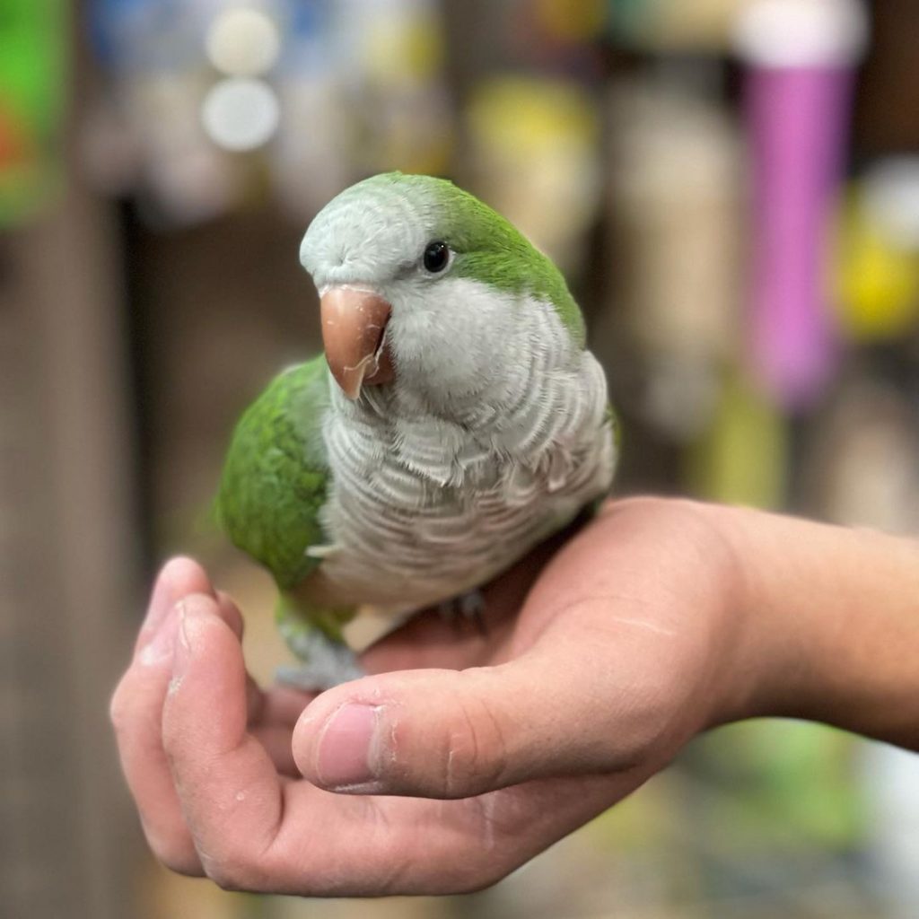 Монах - отличный вид попугаев