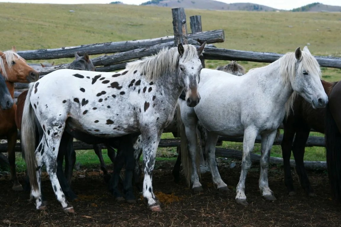 Аргамак – восточный тип лошадей