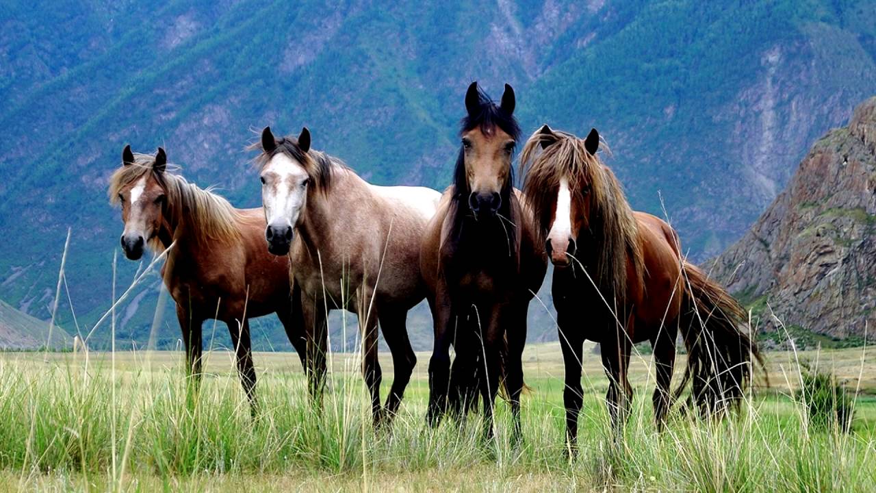 Аргамак – восточный тип лошадей