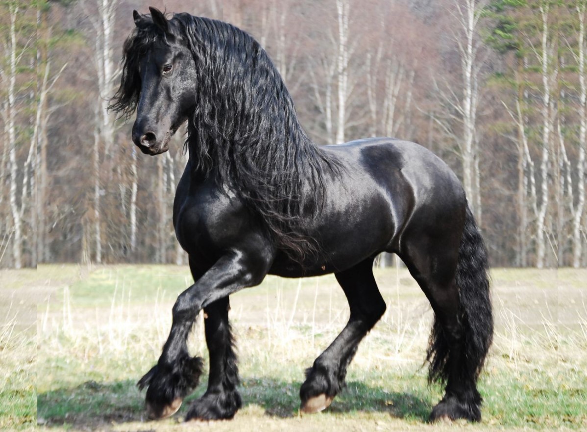 Аргамак – восточный тип лошадей