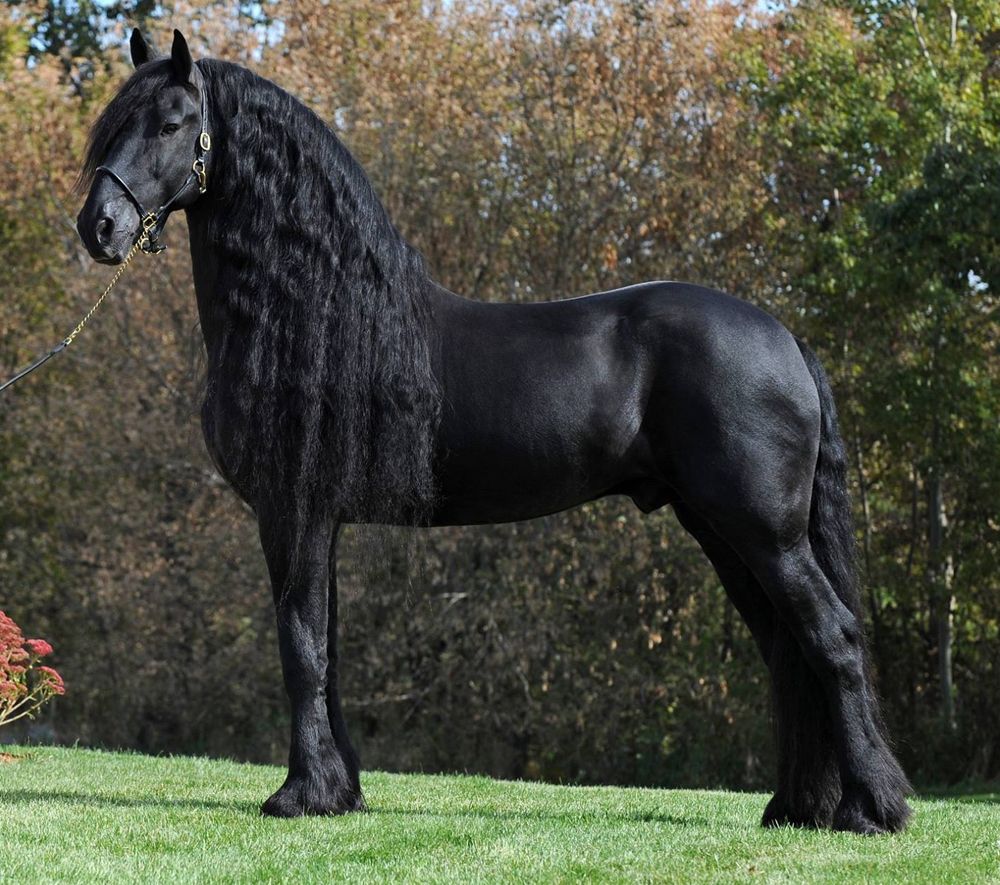 Аргамак – восточный тип лошадей