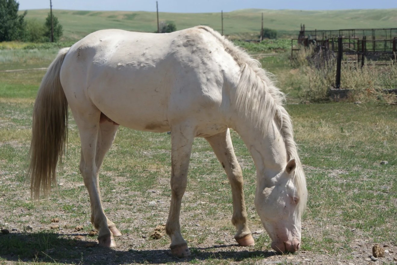 Аргамак – восточный тип лошадей