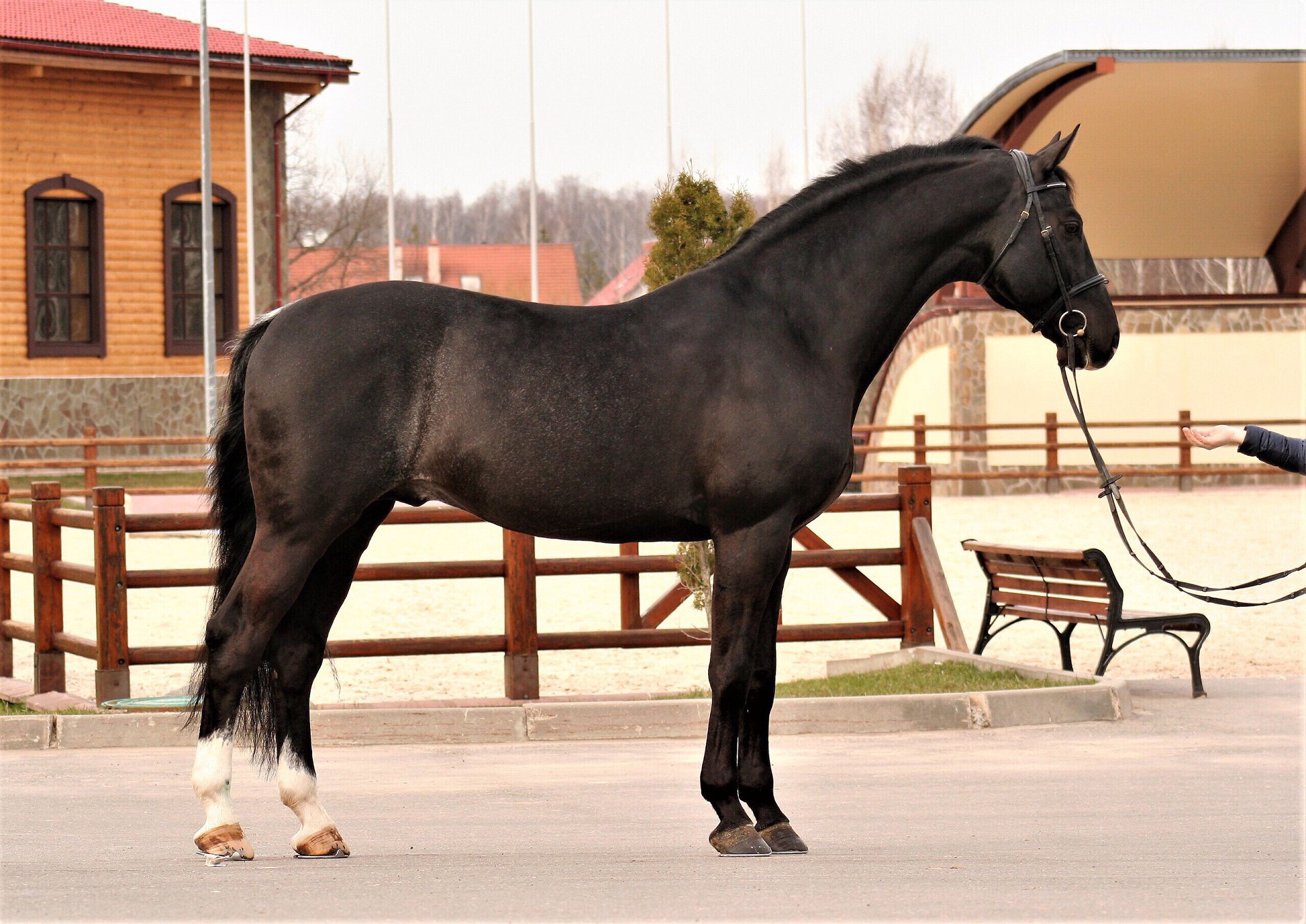 Аргамак – восточный тип лошадей