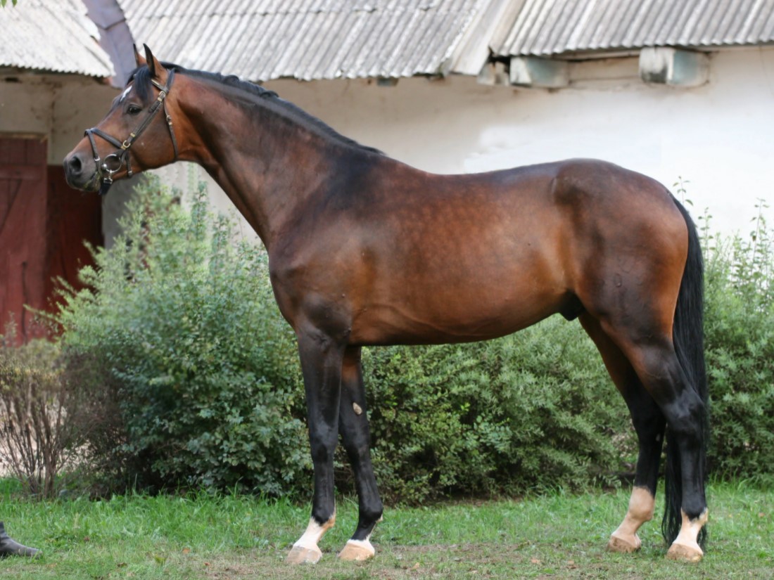 Аргамак – восточный тип лошадей