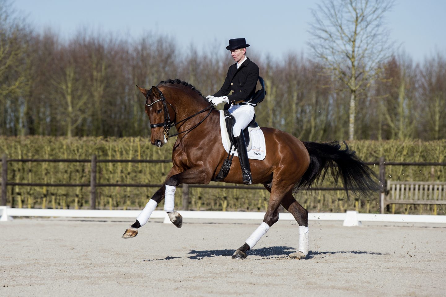 Аргамак – восточный тип лошадей