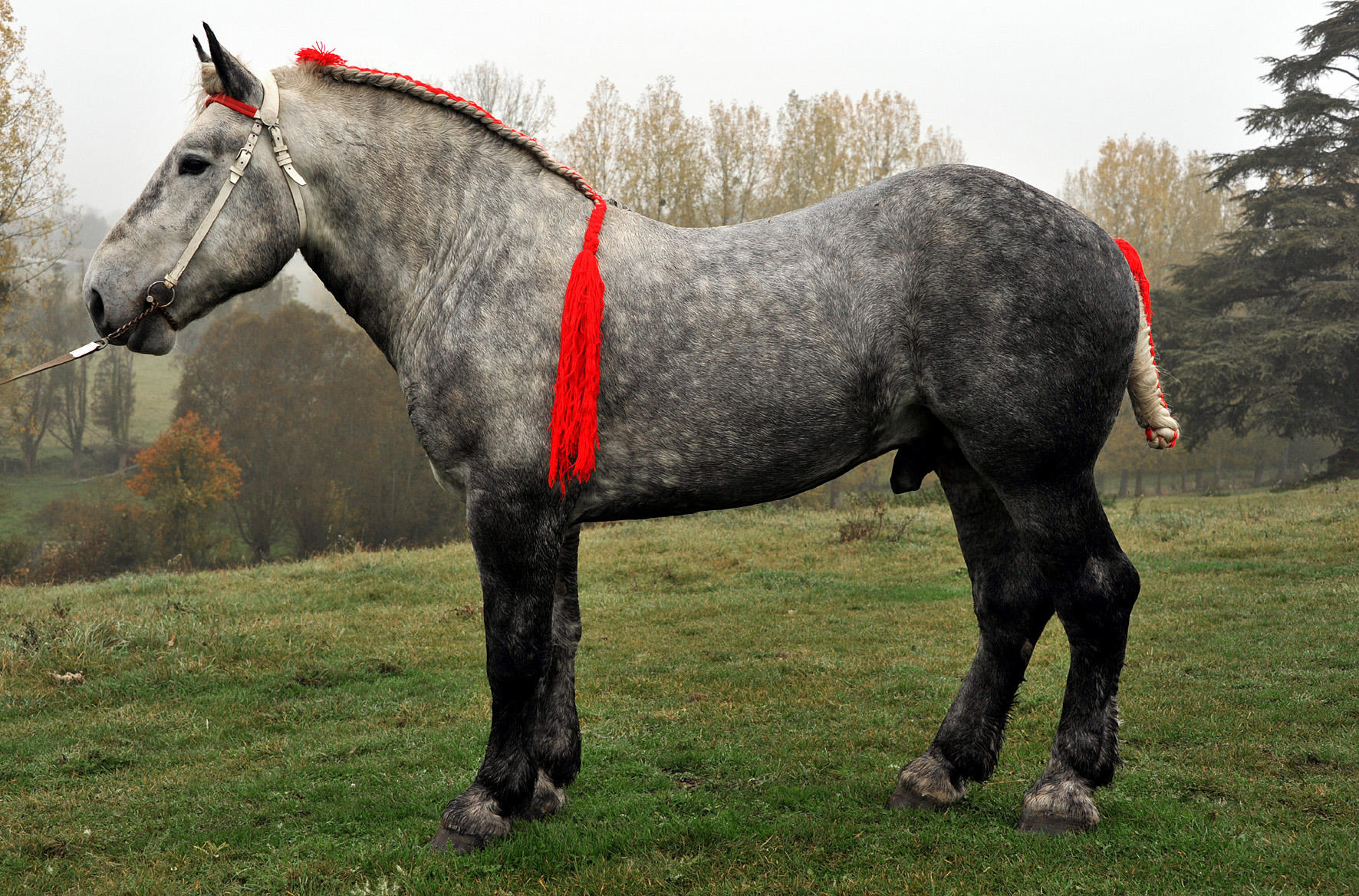 Аргамак – восточный тип лошадей