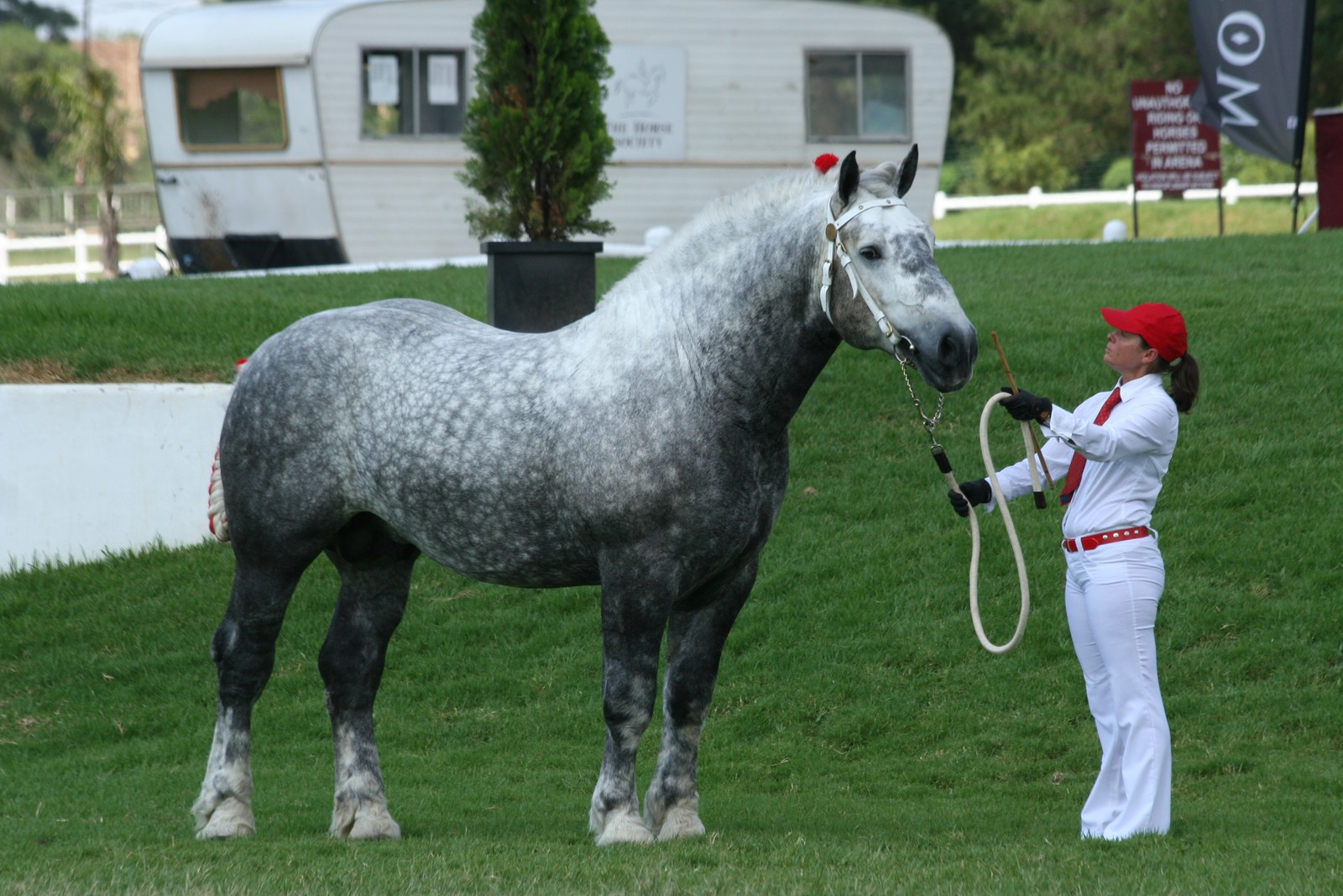 Аргамак – восточный тип лошадей