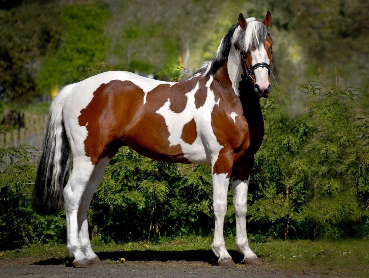 Аргамак – восточный тип лошадей