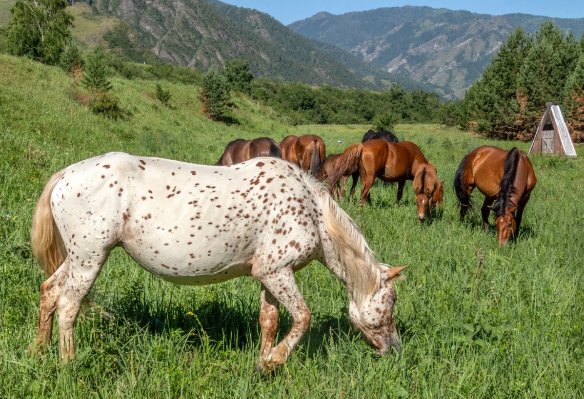Аргамак – восточный тип лошадей