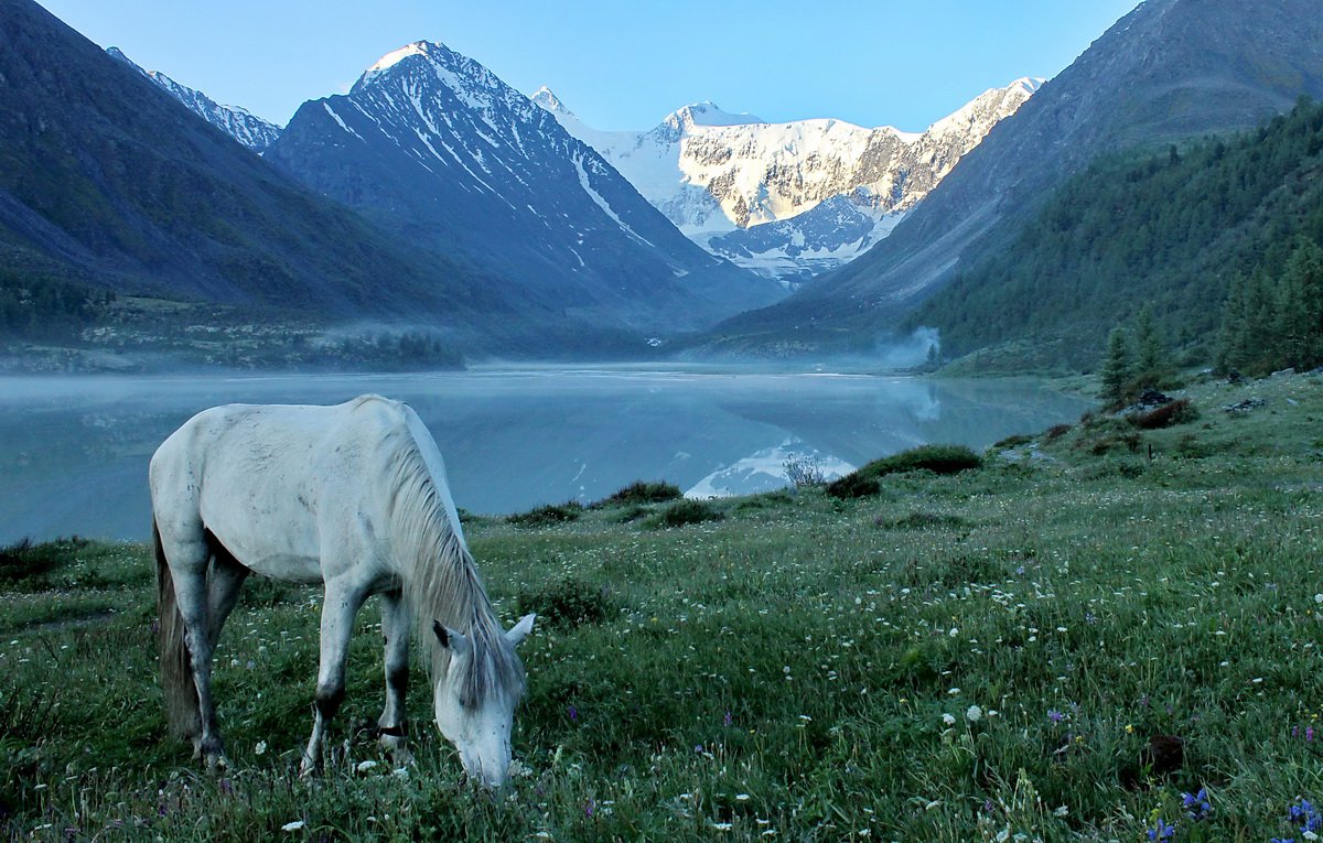 Аргамак – восточный тип лошадей