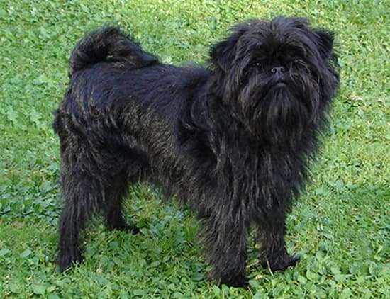 Аффенпинчер Аффенпинчер