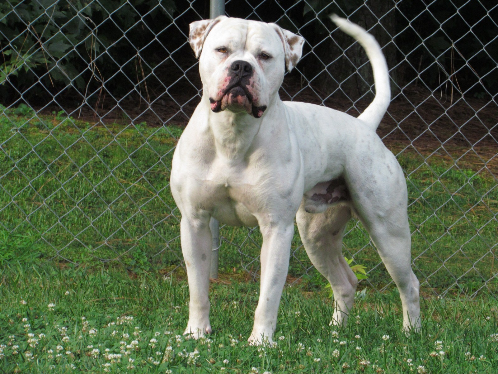 Большие белые собаки (25 пород): список, популярные, редкие, с фото и описанием