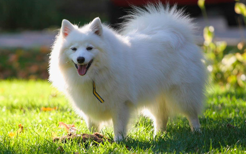 Маленькие белые собачки (20 фото): белоснежные породы, список имен, особенности, уход