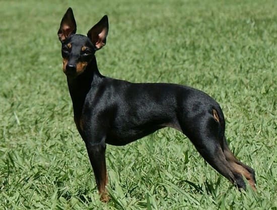 Английский той-терьер Английский той-терьер