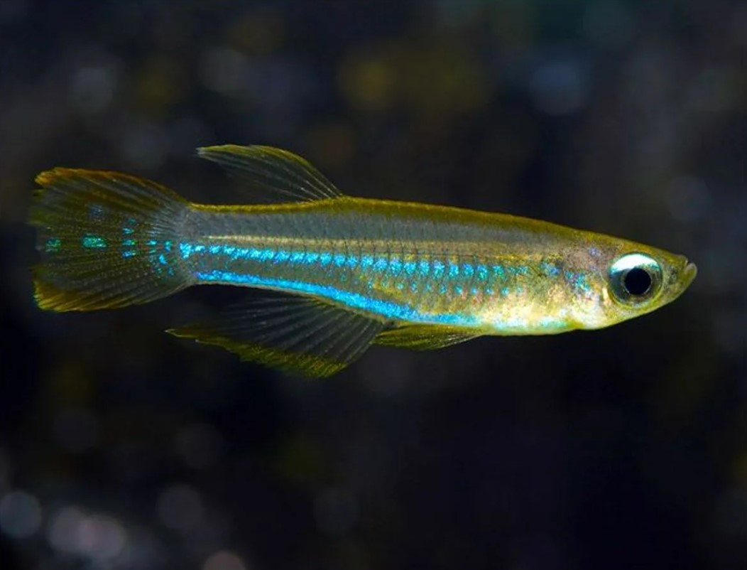 Самые яркие аквариумные рыбки: топ 10 с названиями и фото