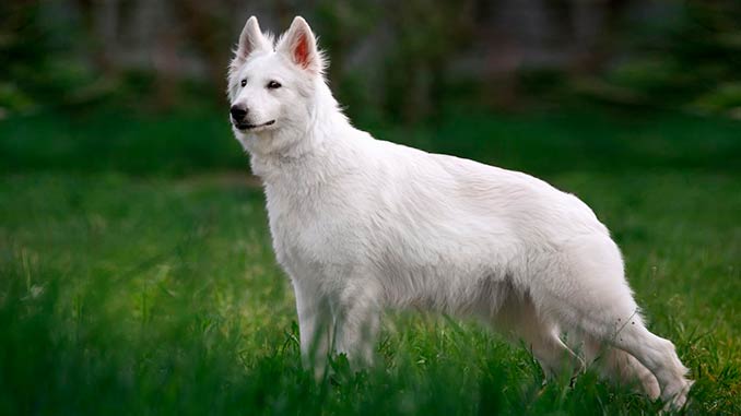 Большие белые собаки (25 пород): список, популярные, редкие, с фото и описанием