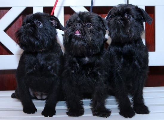 Бельгийские гриффоны Бельгийские гриффоны