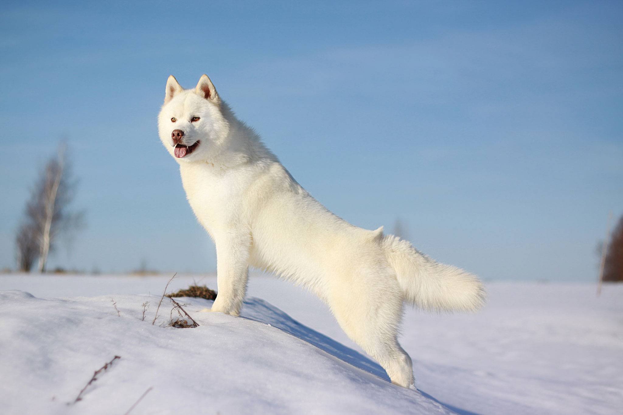 Большие белые собаки (25 пород): список, популярные, редкие, с фото и описанием