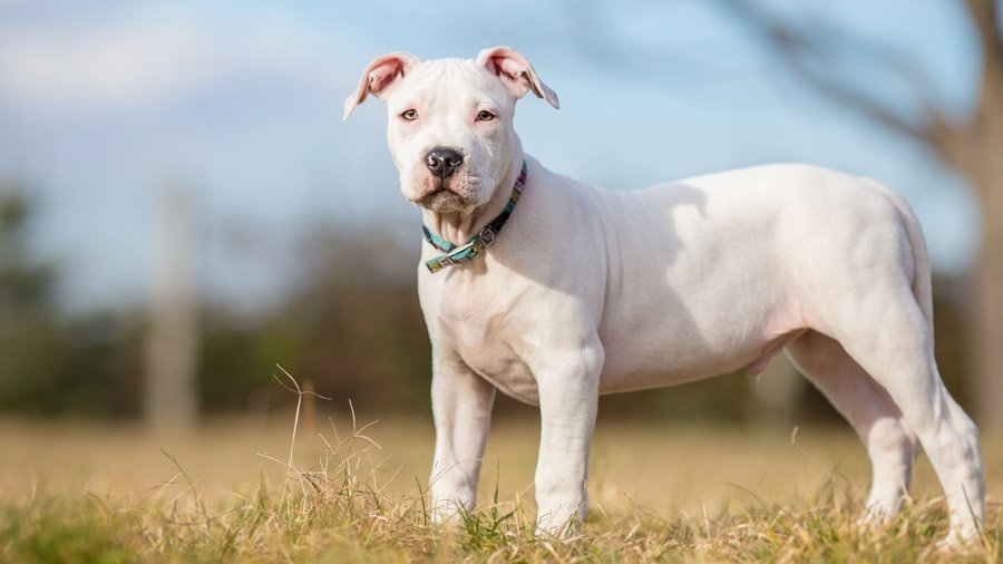 Большие белые собаки (25 пород): список, популярные, редкие, с фото и описанием