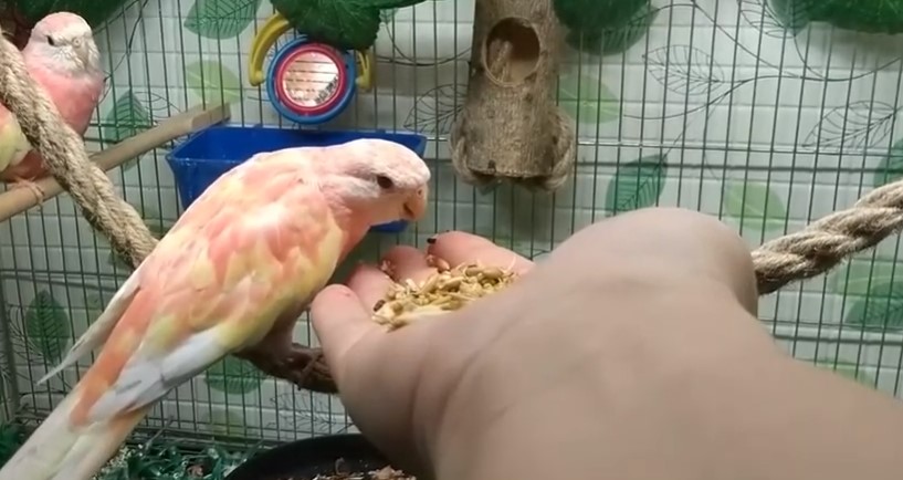 Домашние попугаи: виды, породы