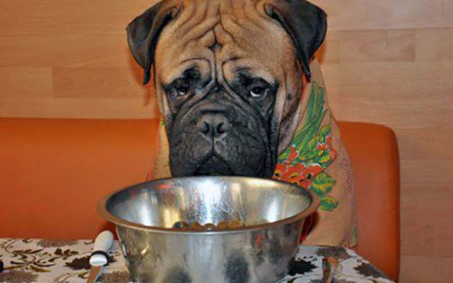 Бульмастиф: характеристика породы