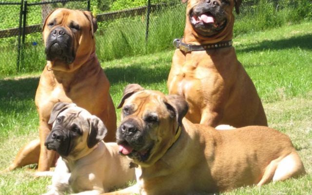 Бульмастиф: характеристика породы