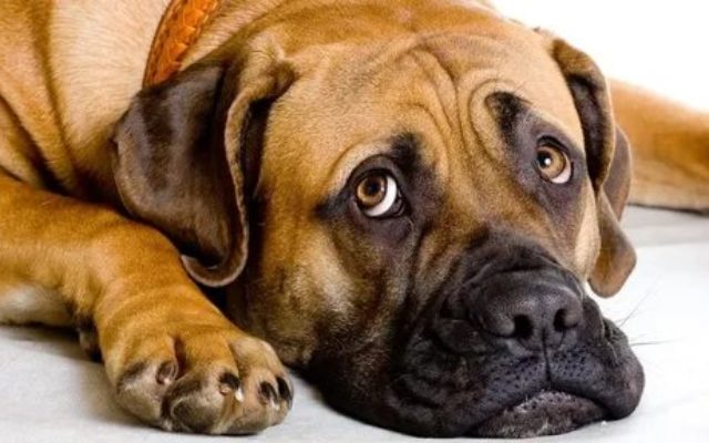 Бурбуль африканский - описание, характер, характеристики