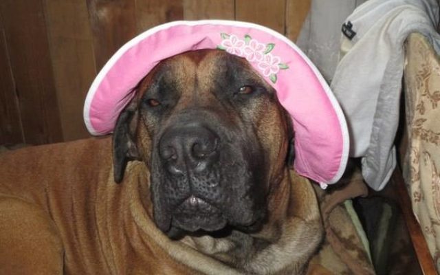 Бурбуль африканский - описание, характер, характеристики