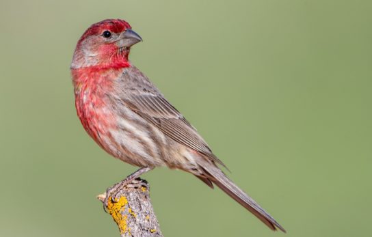 Гнездование обыкновенной чечевицы