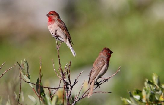 Размножение обыкновенной чечевицы