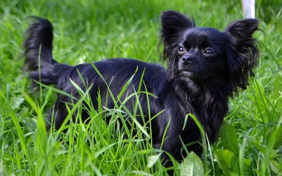 Чихуахуа с длинной шерстью Длинношерстный чихуахуа