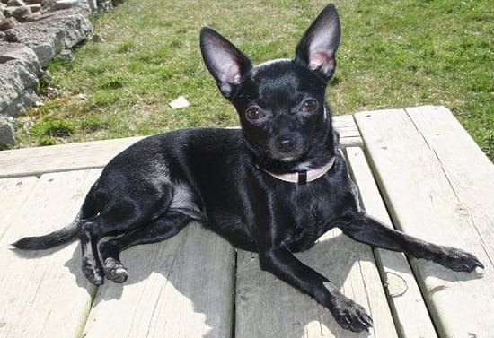 Чихуахуа черный гладкий мех Чихуахуа черный гладкий мех