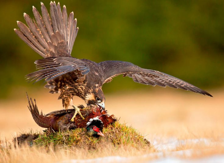 Что ест сокол Что ест сокол