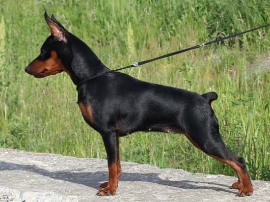 Миниатюрный пинчер Миниатюрный пинчер