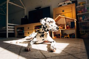 Далматинцы лежат на солнце