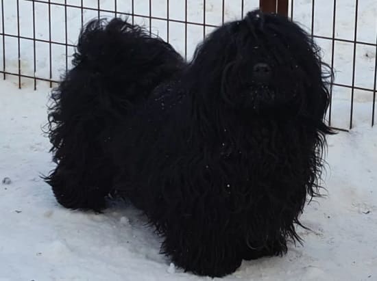 Гаванский Гаванский