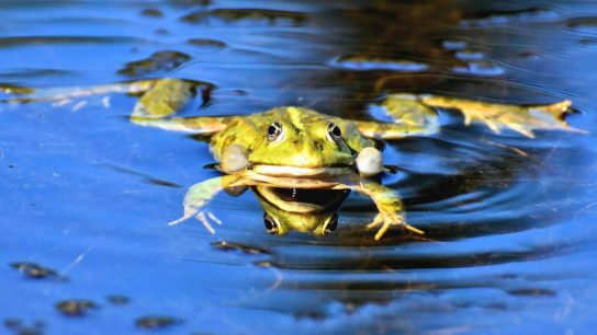 Как размножается лягушка-голиаф Размножение лягушки-голиафа