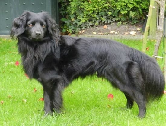 Голландский тюльфаунд (маркизье) Голландский тюльфаунд (маркизье)