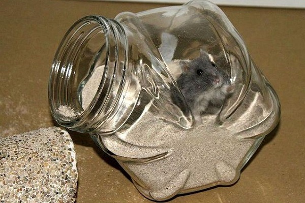 Хомяк купается в песке