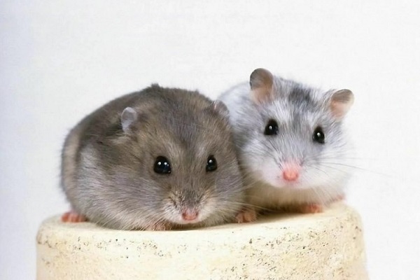 Джунгарские хомяки