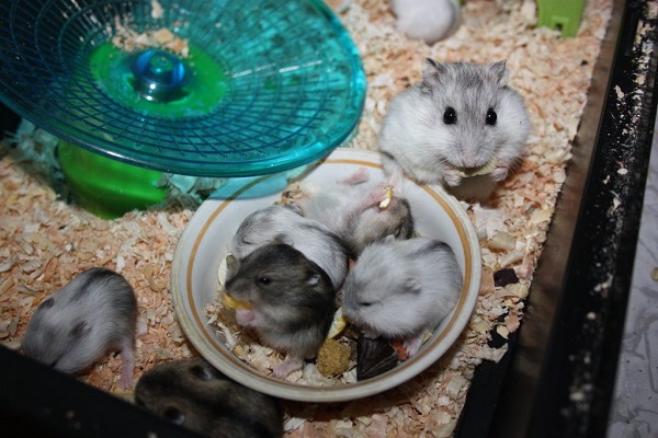 Джунгарик с потомством