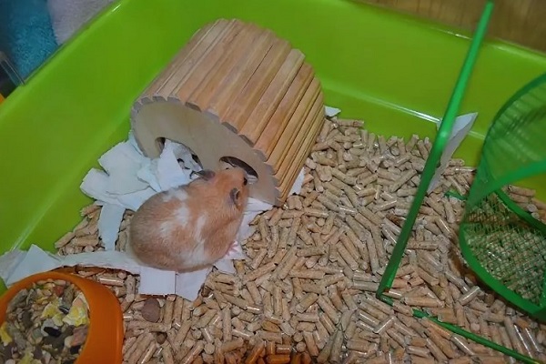 Джунгарик строит гнездо