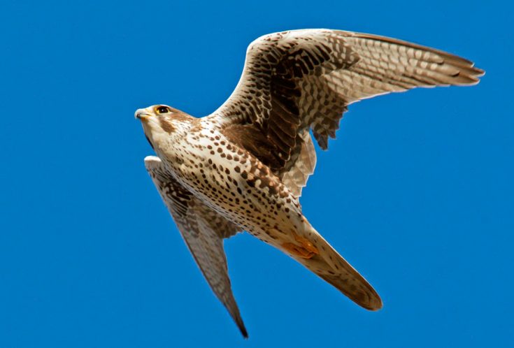 Сокол характер Сокол характер