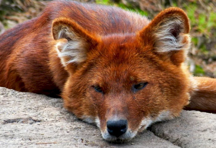 Красный Волк (Гора)