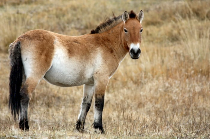 Лошадь Пржевальского